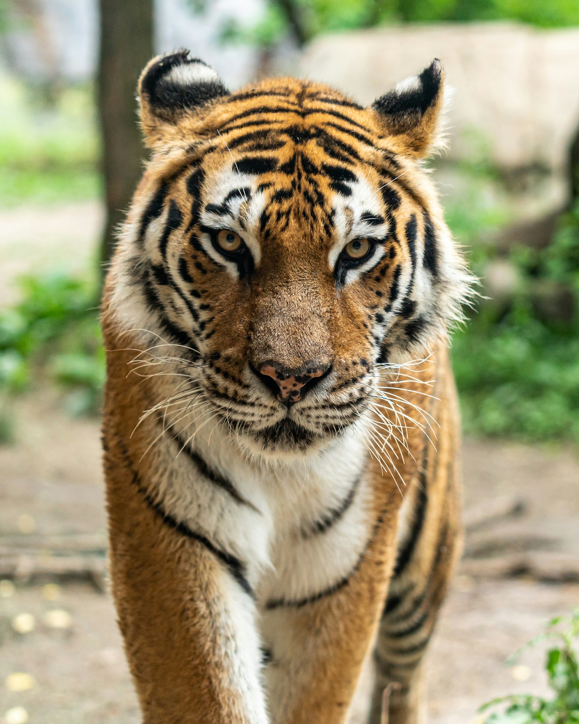 Royal Bengal Tiger in Sundarbans